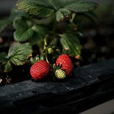 国内动物疫苗龙头企业名单最新（动物疫苗龙头股排名）